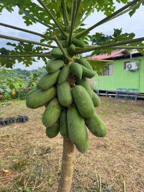 Bereketli Papaya Ağacı Tropikal Bahçe Bahçesinde Yeşillenir