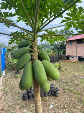 Yeşillik Papaya Ağacı Kırsal Arazide Yeşil Meyveler Veriyor
