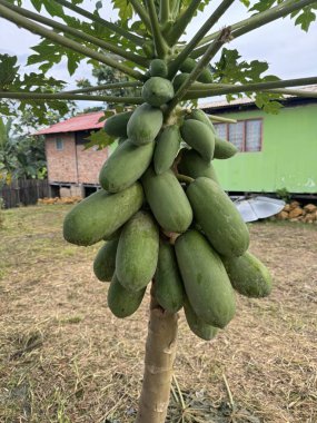 Sayısız yeşil papayayla dolu canlı bir papaya ağacı tropikal bir ortamda, kırsal bir evin yakınında gelişir..