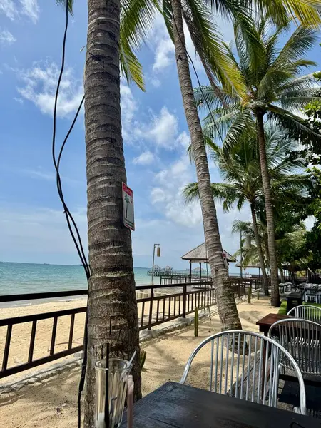 Huzurlu Sahil Restoranı Görünümü Palmiye Ağaçları Okyanus Kumu Huzurlu Tatil Cenneti Tropikal Kaçış Rahatlığı