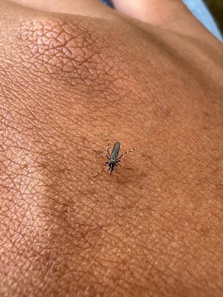 İnsan derisi üzerinde dinlenen küçük bir sivrisinek insan derisindeki sivrisineği yakından görür..