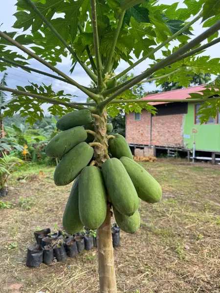 Sayısız olgunlaşmamış yeşil papayayla dolu sağlıklı bir papaya ağacı basit bir konutun yanında gelişir. Canlı yapraklar ve verimli topraklar açıkça görülür..