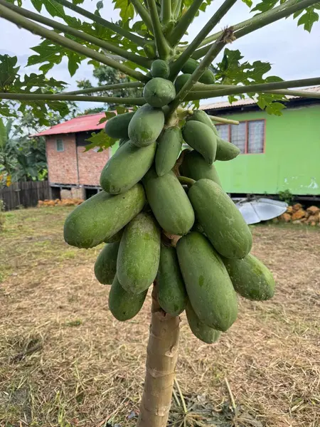 Sayısız yeşil papayayla dolu canlı bir papaya ağacı tropikal bir ortamda, kırsal bir evin yakınında gelişir..