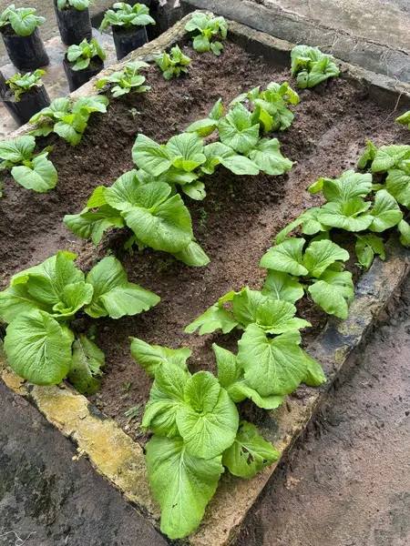 Yeşilli Yeşil Bok Choy Bitkileri Yetiştirilmiş Bahçe Yatağı Organik Tarım Tarımında Büyüyor