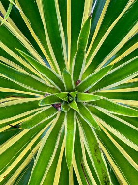 Parlak yeşil ve sarı çizgili bitki yaprakları çarpıcı bir doğal desen oluşturur. Yakın çekim.