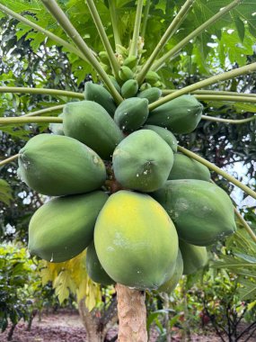 Olgun meyvelerle dolu yemyeşil papaya ağacı, tropik bolluğun ve sağlıklı yaşamın canlı bir sembolü.