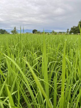 Bulutlu bir gökyüzünün altında yemyeşil pirinç tarlası huzur ve doğal güzelliği çağrıştırıyor. Huzurlu görseller için mükemmel.