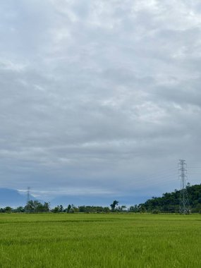 Bereketli yeşil pirinç tarlası dramatik ve bulutlu bir gökyüzünün altında uzanıyor. Bu sahne, seyahat, çevre ve tarım projeleri için mükemmel bir huzur, sükunet ve doğal güzelliği çağrıştırıyor..