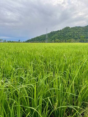 Canlı yeşil pirinç tarlası bulutlu gökyüzü altında dağa doğru uzanıyor, huzur ve sükuneti çağrıştırıyor.