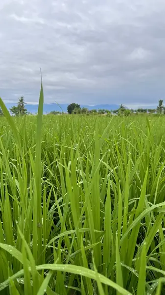 Bulutlu bir gökyüzünün altında canlı yeşil pirinç tarlası huzuru ve doğanın cömertliğinin güzelliğini çağrıştırıyor.