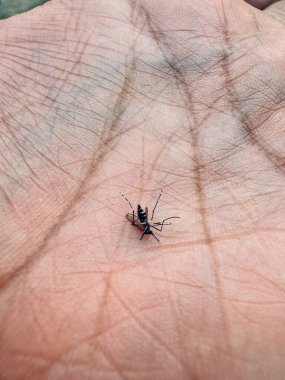 İnsan elinin üzerindeki ölü sivrisinek deri dokusu, sağlık, hijyen ve hastalık önleme farkındalığı gösteriyor.