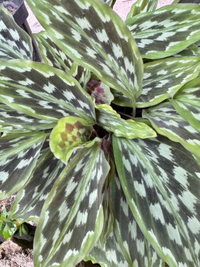 Şaşırtıcı Calathea bitkisi eşsiz desenli yapraklarla iç mekanlara canlı doğal güzellikler ekliyor ve sakinleştirici zen enerjisi getiriyor.