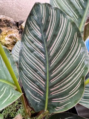 Striking Calathea Ornata leaf with elegant stripes adds lush, tropical flair to garden design or interior decor projects