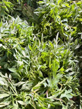 Canlı yeşil yapraklı taze biçilmiş mugwort otları geleneksel tıp ve sağlıklı bir yaşam tarzında aşçılık için hazır.