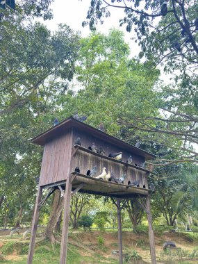 Bereketli yeşil parktaki barışçıl güvercin kafesi, tefekkür ve çevre projeleri veya hayvan koruma çabaları için sakin doğal bir sahne