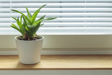 Ahşap pencere eşiğine saksı suyu, Afrika menekşe çiçeği azizi, kapalı bahçe işleri, evdeki çiçeklerle ilgilenmek. Kendine iyi bak. Hobi, bahçe işleri, bitki severler. Pankart