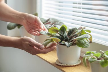 Ahşap pencere pervazına konmuş menekşeler, evdeki beyaz tencerelerdeki bitkilerle ilgilenen kadınlar. Kapalı alanda bahçe işleri, evdeki bitkilerle ilgilenmek. Kendine iyi bak. Hobi, bahçe işleri, bitki severler..