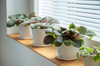 Ahşap pencere eşiğinde menekşeler, Afrika menekşe çiçeği azizi, kapalı alanda bahçe işleri, evdeki çiçeklerle ilgilenmek. Kendine iyi bak. Hobi, bahçe işleri, bitki severler..