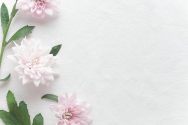 Pastel tonlu pembe kasımpatı çiçekleri, fotokopi alanı olan yumuşak bir arka plan, zarafet konsepti, doğa, bahar, yumuşaklık, tebrik kartı ve kutlama kartı.