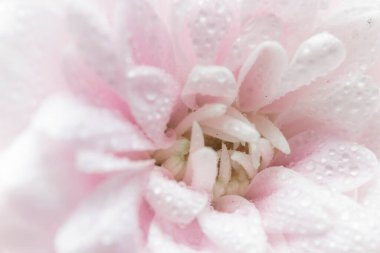 Makro pembe yapraklar, soyut romantizm arka planı, pastel yumuşak çiçek kartı, çiçekli makro su damlaları, güzel soyut arka plan.