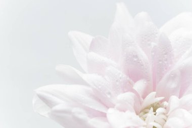 Pembe yapraklar, soyut romantizm arka planı, pastel yumuşak çiçek kartı, çiçekli makro su damlaları, güzel soyut arka plan.