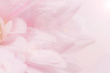 Pembe yapraklar, soyut romantizm arka planı, pastel yumuşak çiçek kartı, çiçekli makro su damlaları, güzel soyut arka plan.