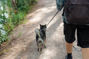 Bir evcil hayvan sahibiyle parkta yürüyor. Siyah ve bronz Japon Shiba Inu cinsi. Dilinden tasma çıkmış, Finlandiya, Avrupa 'da parkı işletiyor.
