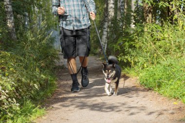 Bir evcil hayvan sahibiyle parkta yürüyor. Siyah ve bronz Japon Shiba Inu cinsi. Dilinden tasma çıkmış, Finlandiya, Avrupa 'da parkı işletiyor.