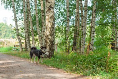 Gülümseyen siyah ve esmer köpek, Japon Shiba Inu cinsi, ve doğa, açık hava, güneşli yaz ormanlarında yürüyüş, ya da Finlandiya, Avrupa 'da park, fotokopi alanı ile pankart