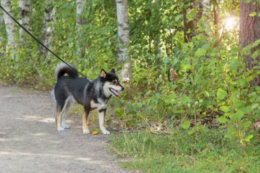 Gülümseyen siyah ve esmer köpek, Japon Shiba Inu cinsi, ve doğa, açık hava, güneşli yaz ormanlarında yürüyüş, ya da Finlandiya, Avrupa 'da park, fotokopi alanı ile pankart