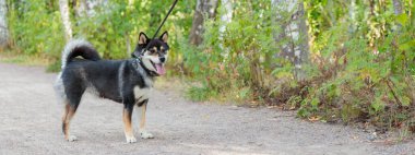 Gülümseyen siyah ve bronz köpek, Japon Shiba Inu cinsi köpek, dilinden bir tasmayla, açık havada, güneşli bir yaz ormanında veya Avrupa 'da doğa parkında yürüyüş yaparken, kopyasının olduğu bir pankartta ürer.