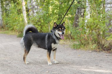 Gülümseyen siyah ve bronz köpek, Japon Shiba Inu cinsi köpek, dilinden bir tasmayla, açık havada, güneşli bir yaz ormanında veya Avrupa 'da doğa parkında yürüyüş yaparken, kopyasının olduğu bir pankartta ürer.