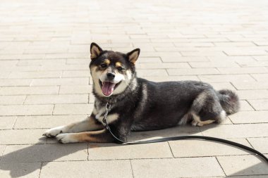 Zeki siyah ve esmer köpek, Japon Shiba Inu cinsi, güneşli havada Leash 'te dilini dışarı çıkarmış, bir otoparkta sahibini bekliyor.