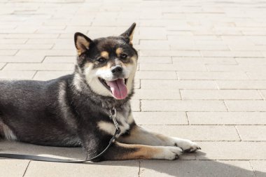 Zeki siyah ve esmer köpek, Japon Shiba Inu cinsi, güneşli havada Leash 'te dilini dışarı çıkarmış, bir otoparkta sahibini bekliyor.