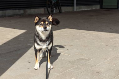 Köpek mağazanın girişinde bağlı, siyah ve bronz Japon Shiba Inu cinsi köpek Finlandiya 'daki otoparkta sahibini bekliyor.