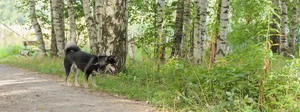 Gülümseyen siyah ve esmer köpek, Japon Shiba Inu cinsi, ve doğa, açık hava, güneşli yaz ormanlarında yürüyüş, ya da Finlandiya, Avrupa 'da park, fotokopi alanı ile pankart