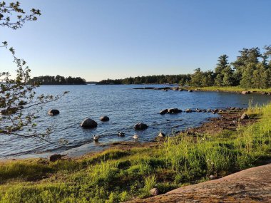 Bay of Baltic sea, small stony coast, Finnish beach with Canadian geese on a sunny Scandinavian summer evening in Finland, travelling, walking during summer vacations clipart