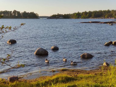 Baltık Körfezi, küçük taşlı sahil, Finlandiya 'da güneşli bir İskandinav yaz akşamında Kanadalı kazların olduğu plaj, yaz tatillerinde seyahat, yürüyüş.