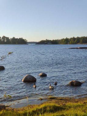 Bay of Baltic sea, small stony coast, Finnish beach with Canadian geese on a sunny Scandinavian summer evening in Finland, travelling, walking during summer vacations clipart