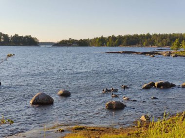 Baltık Körfezi, küçük taşlı sahil, Finlandiya 'da güneşli bir İskandinav yaz akşamında Kanadalı kazların olduğu plaj, yaz tatillerinde seyahat, yürüyüş.