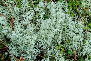 Güzel yosun ve liken kaplı taş. Parlak yeşil yosun arka planı. Doymuş yeşil soyut desen. Sığ odaklanma. Resmin tamamını doldurdum. Yan görünüm.