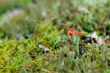Güzel yosun ve liken kaplı taş. Parlak yeşil yosun arka planı. Doymuş yeşil soyut desen. Sığ odaklanma. Resmin tamamını doldurdum. Yan görünüm.