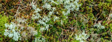 Güzel yosun ve liken kaplı taş. Parlak yeşil yosun arka planı. Doymuş yeşil soyut desen. Sığ odaklanma. Resmin tamamını doldurdum. Yan görünüm.