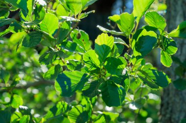 Kızılağaç yazın güneş ışığında ayrılır, doğal desen, arka plan