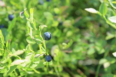 Finlandiya yaz ormanlarında taze organik yaban mersinli yabanmersini dallarına yakın çekim