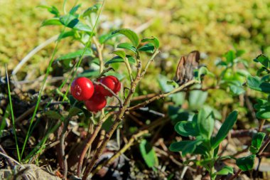 Ormanda yetişen böğürtlen. Yağmur sonrası vahşi doğada olgun kırmızı yaban mersini, yumuşak odak. Tasarım için Fotokopi Alanı ile Güzel Doğa Web afişi veya Duvar Kağıdı