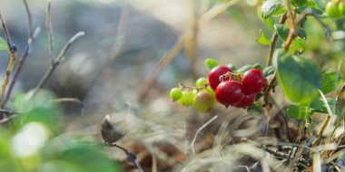 Ormanda yetişen böğürtlen. Yağmur sonrası vahşi doğada olgun kırmızı yaban mersini, yumuşak odak. Tasarım için Fotokopi Alanı ile Güzel Doğa Web afişi veya Duvar Kağıdı