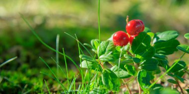 Ormanda yetişen böğürtlen. Yağmur sonrası vahşi doğada olgun kırmızı yaban mersini, yumuşak odak. Tasarım için Fotokopi Alanı ile Güzel Doğa Web afişi veya Duvar Kağıdı