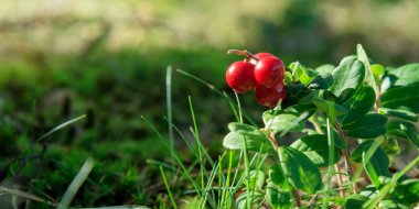 Ormanda yetişen böğürtlen. Yağmur sonrası vahşi doğada olgun kırmızı yaban mersini, yumuşak odak. Tasarım için Fotokopi Alanı ile Güzel Doğa Web afişi veya Duvar Kağıdı