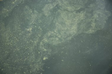 Baltık Denizi 'nde suyun yüzeyinde yeşil yosunlar. Arka plan ya da doku olarak çiçek açan su. Siyanobakteri dünya çevresel sorunudur.